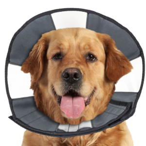 Zenpet Procone XL